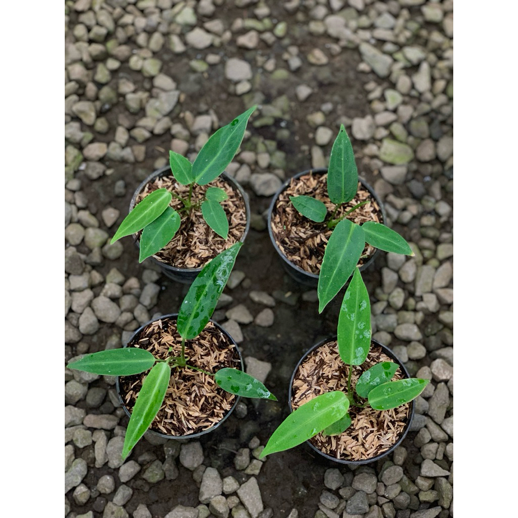 ANTHURIUM LIDAH GAJAH BIBIT // ANTHURIUM WAROQUEANUM