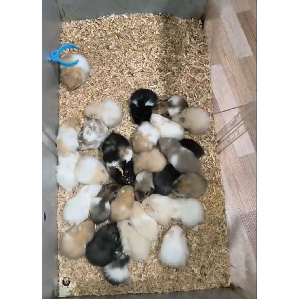 Hamster Syrian Jantan/Betina