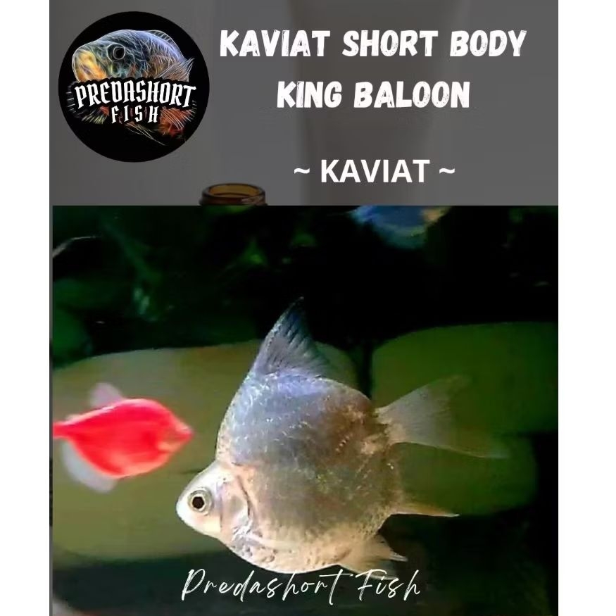 TERLARIS kaviat Shortbody / SB KING Grade A