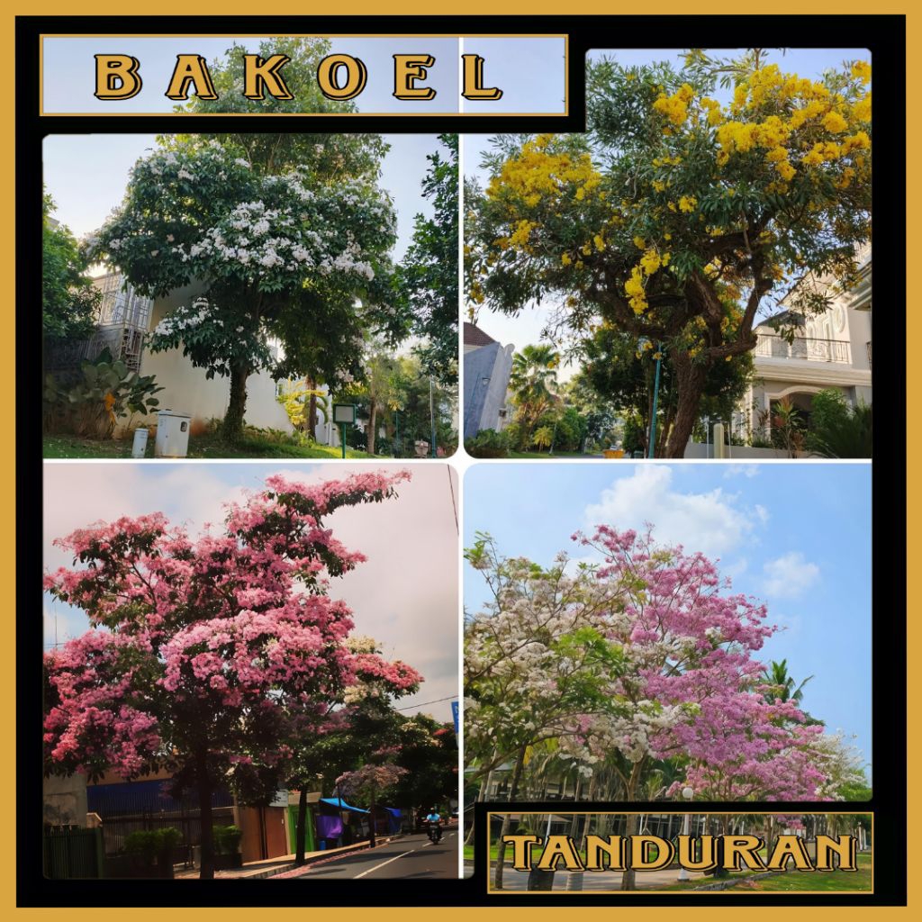 Tanaman Pohon Tabebuya Tinggi 1 Meter