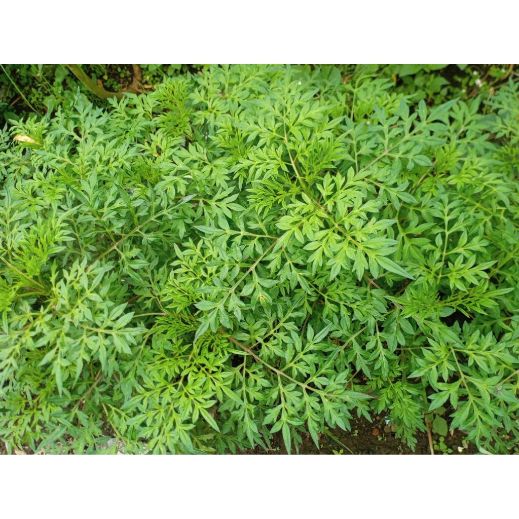 sayur Kenikir segar perikat