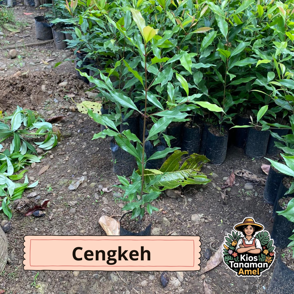 Bibit cengkeh zanzibar pucuk merah siap tanam