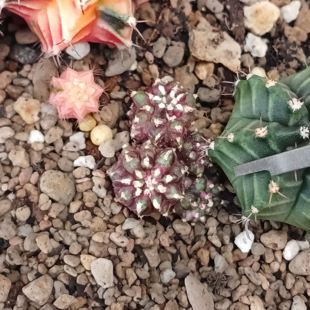 Gymnocalycium Hybrid T-Rex X LB Var | Kaktus