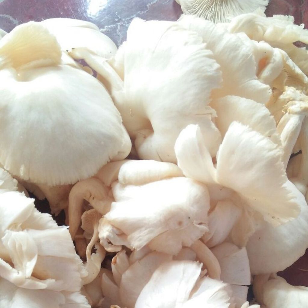 INSTAN KOTA JAMBI Jamur Tiram 500gr-+