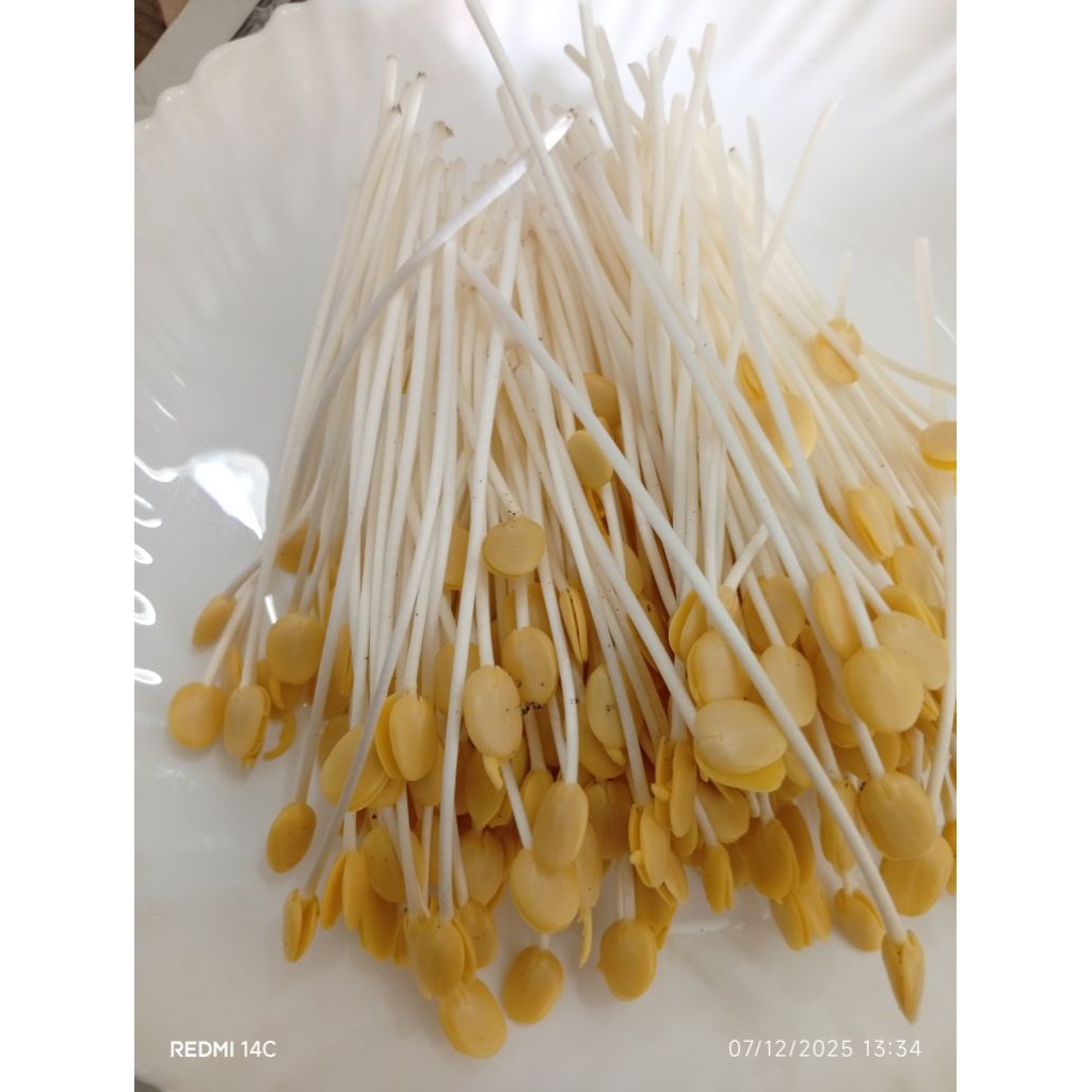 SAYUR ALE/KECAMBAH RABIKA HITAM