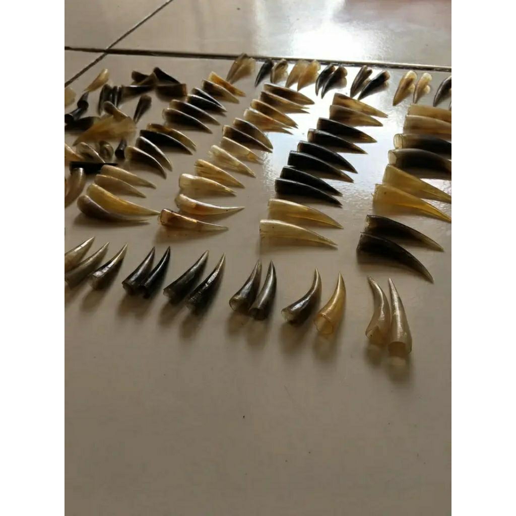 Taji ayam jalu ayam asli