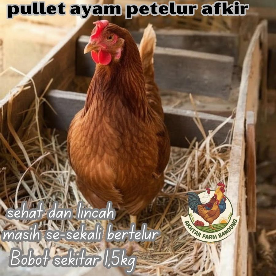 Ayam merah - ayam petelur afkir - ayam afkir - ayam telur afkir
