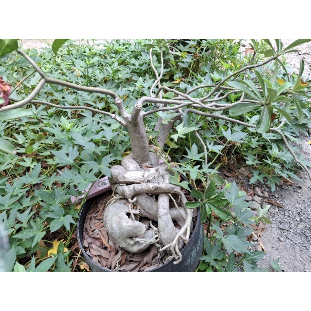 Adenium Obesum Induk Lokal Jumbo Tua Bonsai Kamboja Jepang Dewasa Mawar Gurun Lawas Pink Bonggol Bes