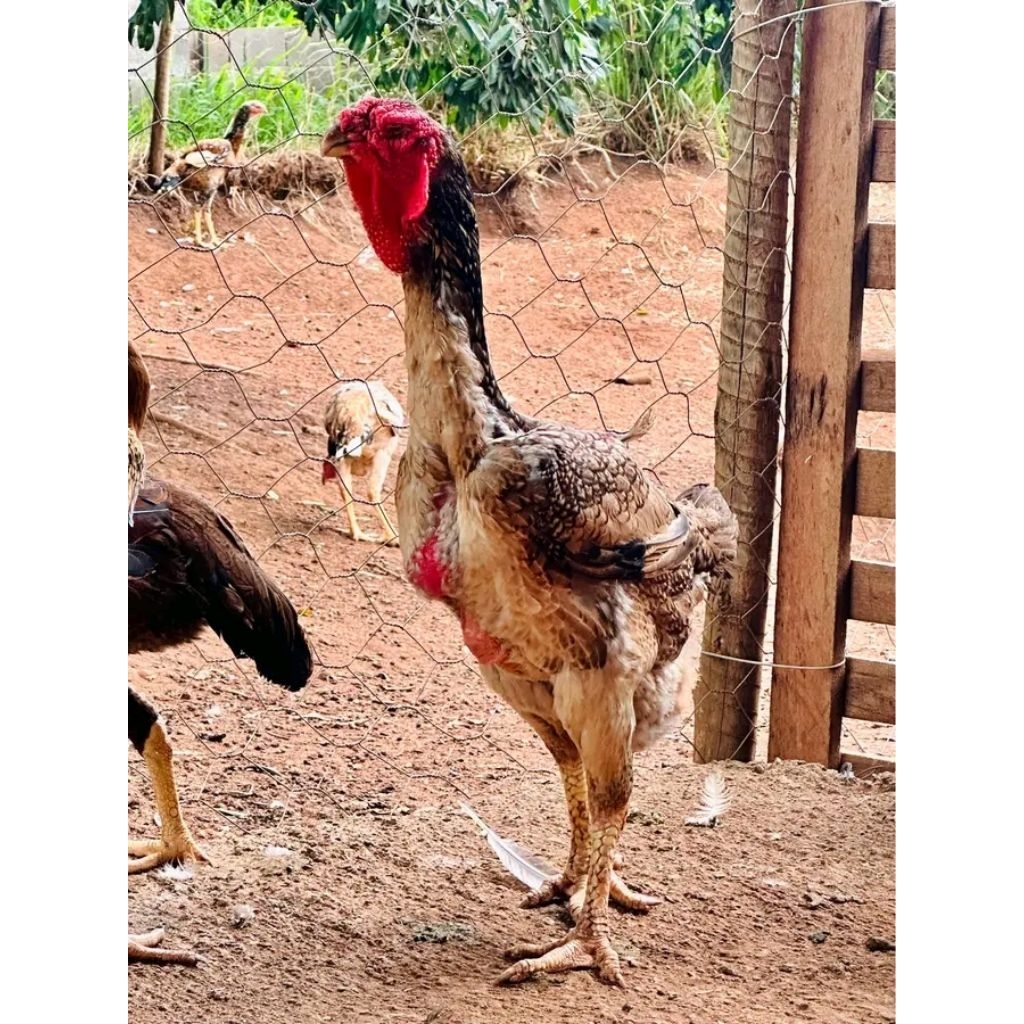TELUR AYAM INDIO GIGANTE ORI UNTUK DITETASKAN