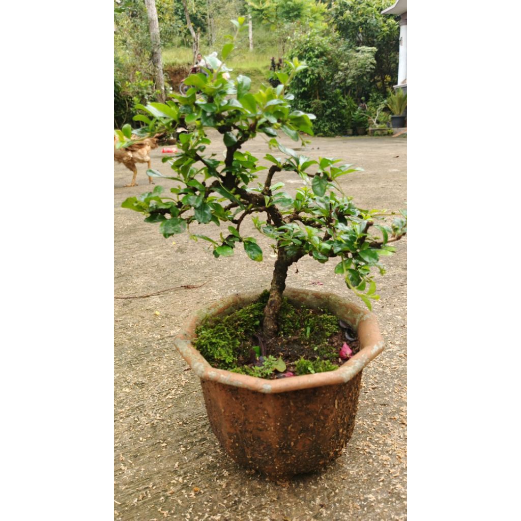 Bonsai Hokianti / Hokiantea