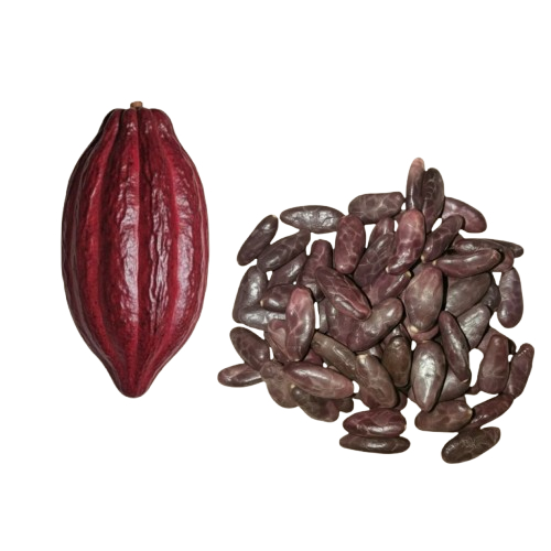 BENIH KAKAO / BIJI KAKAO / BIBIT KAKAO MCC 02 PAKET 100 BUTIR KERING/KUPASAN