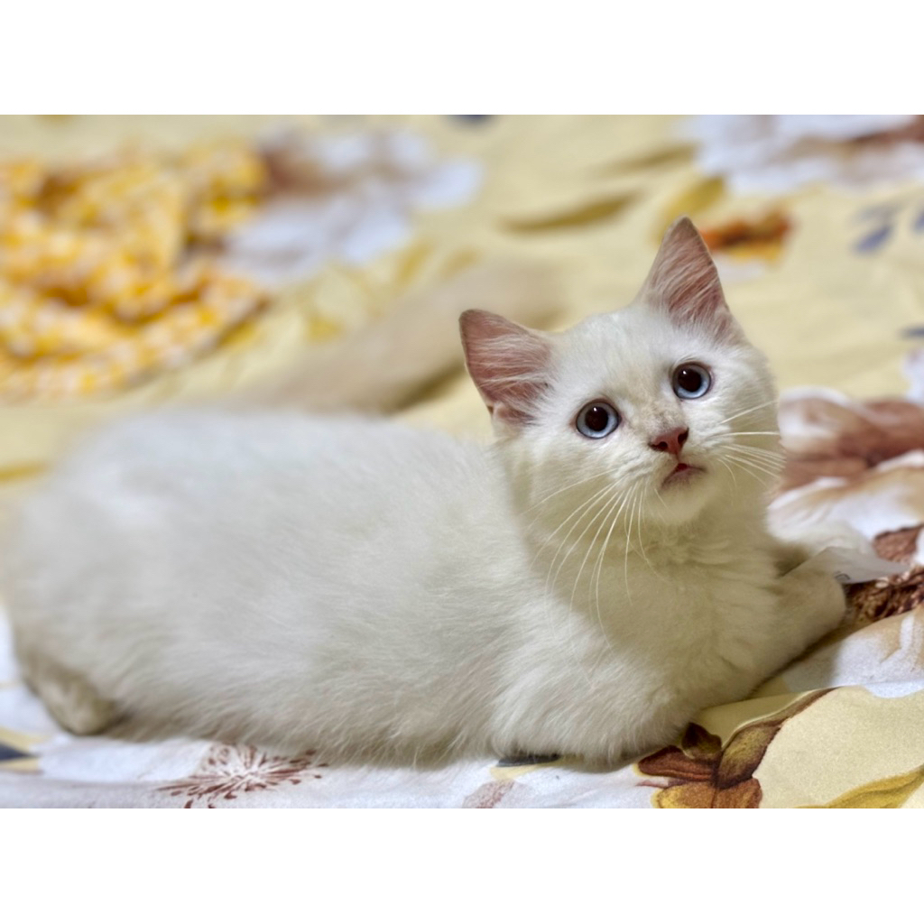 kitten ragdoll readpoint jantan