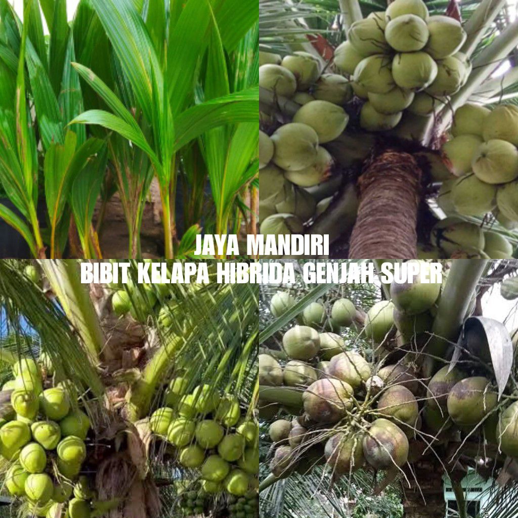 BIBIT KELAPA HIBRIDA GENJAH SUPER