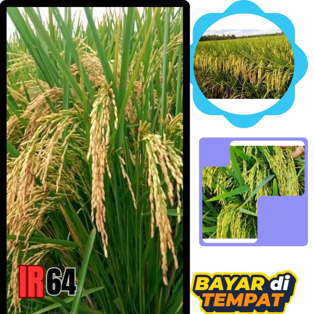 bibit padi UNGGUL,(IR64)SUPER.5KG