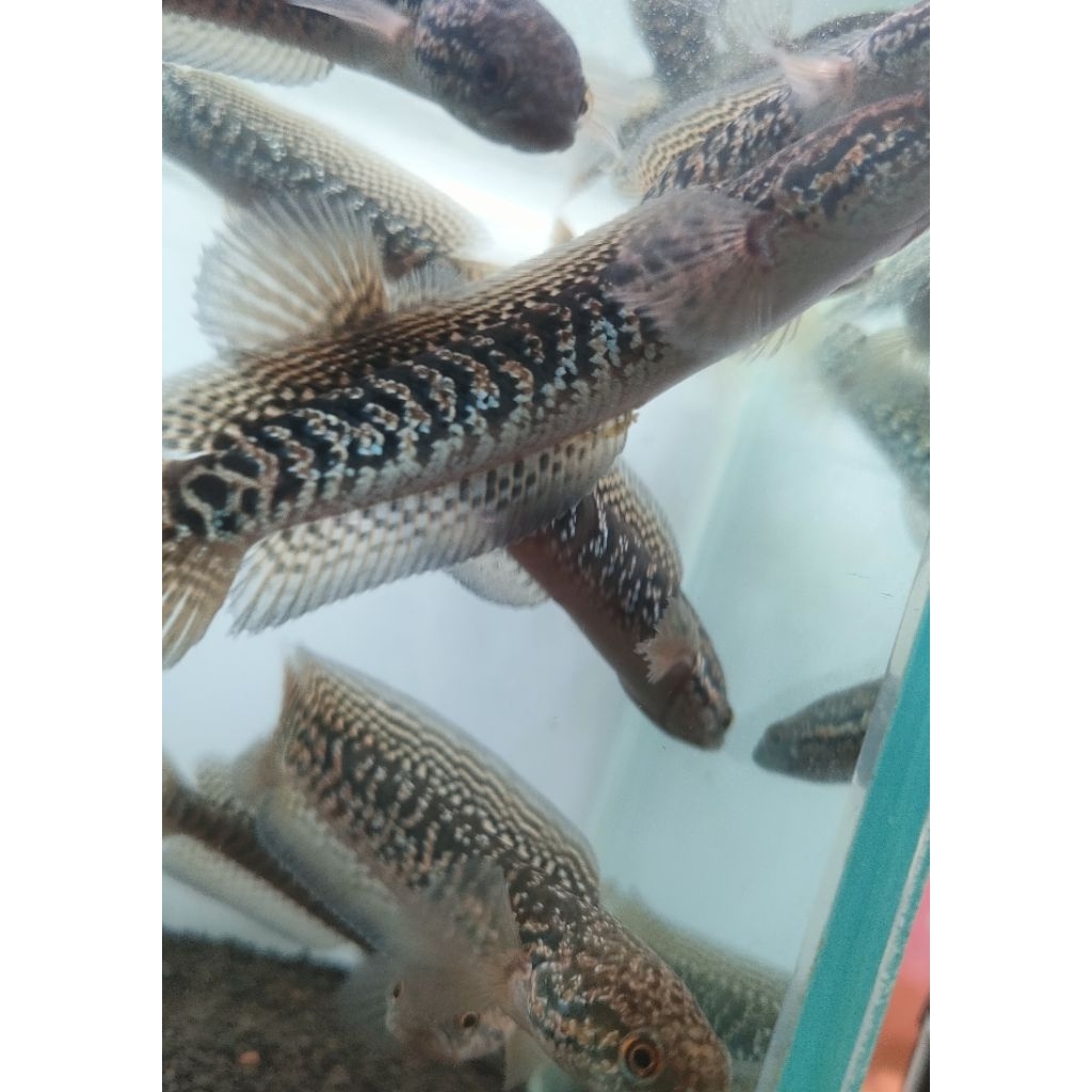 Asiatica RSP KALIMAYA full spot gondrong