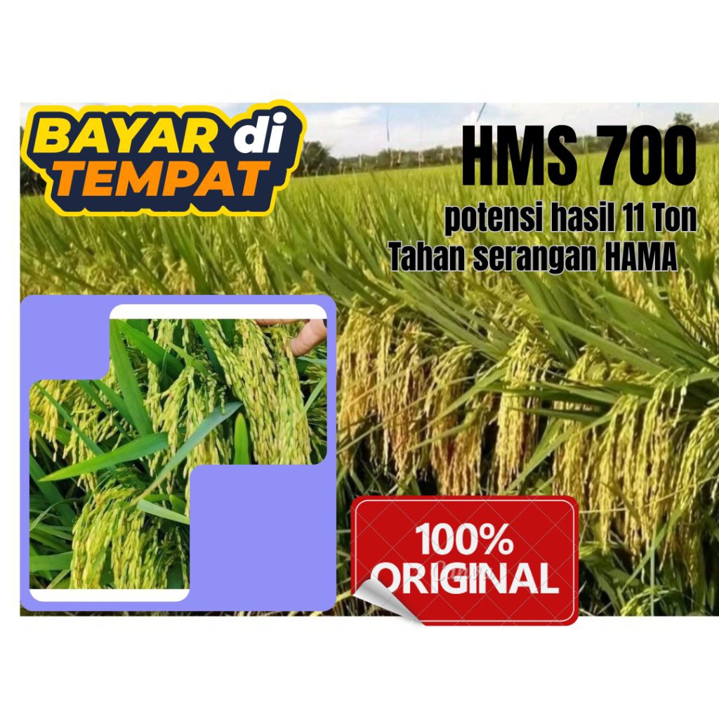 Bibit padi unggul HMS700.SUPER 5KG