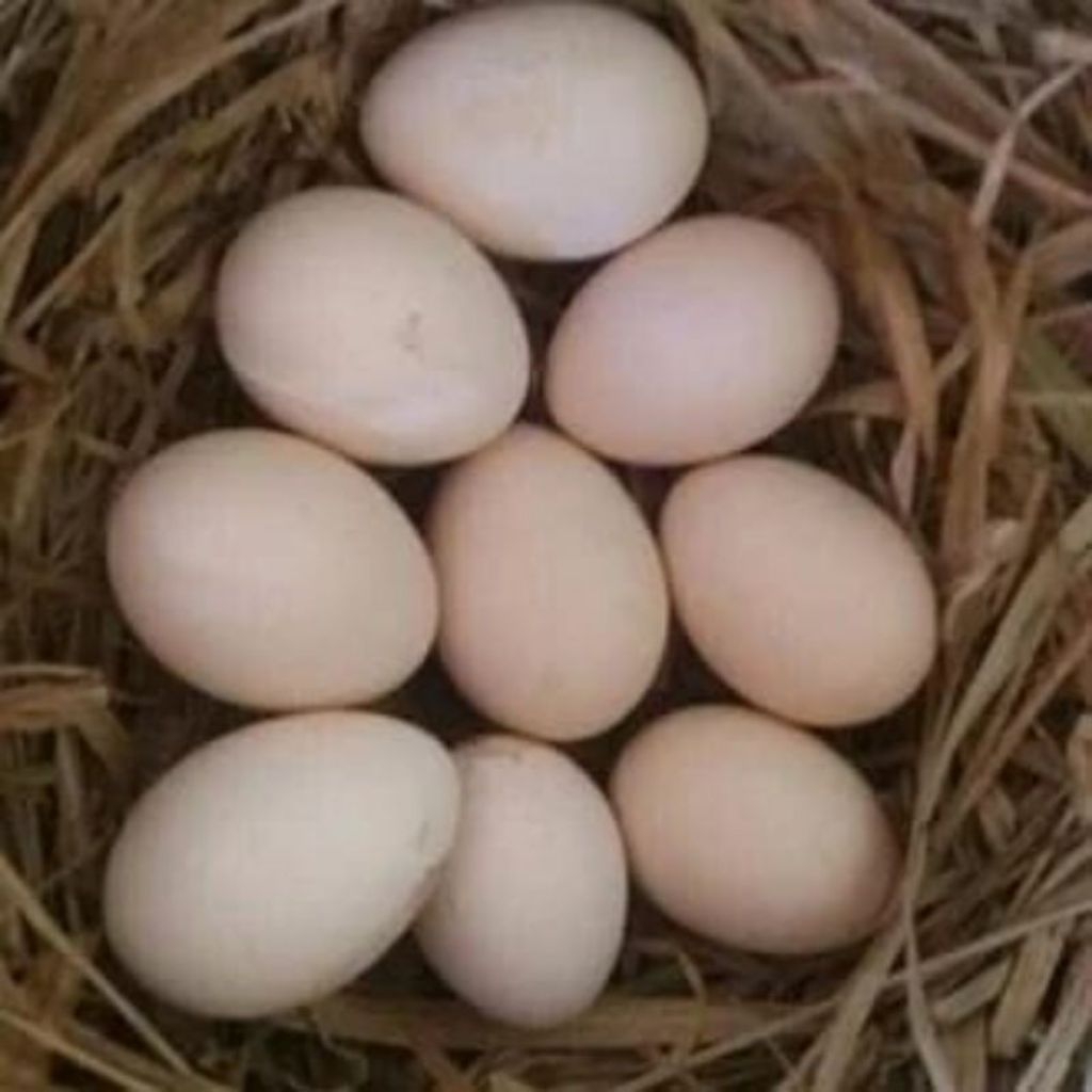 telur ayam bangkok pakhoy brakot