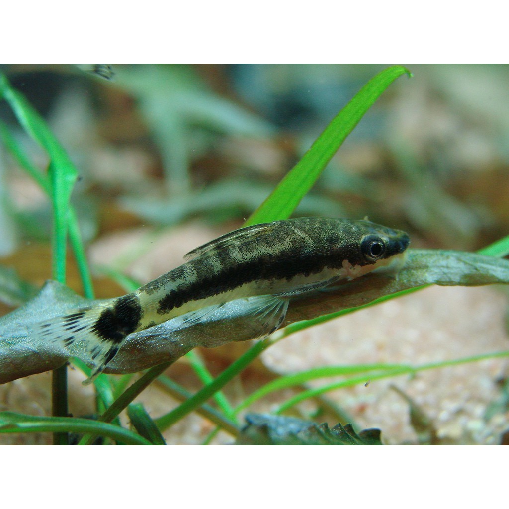Catfish Lele Otto Pembersih size 3-4 cm (otocinclus sp.)