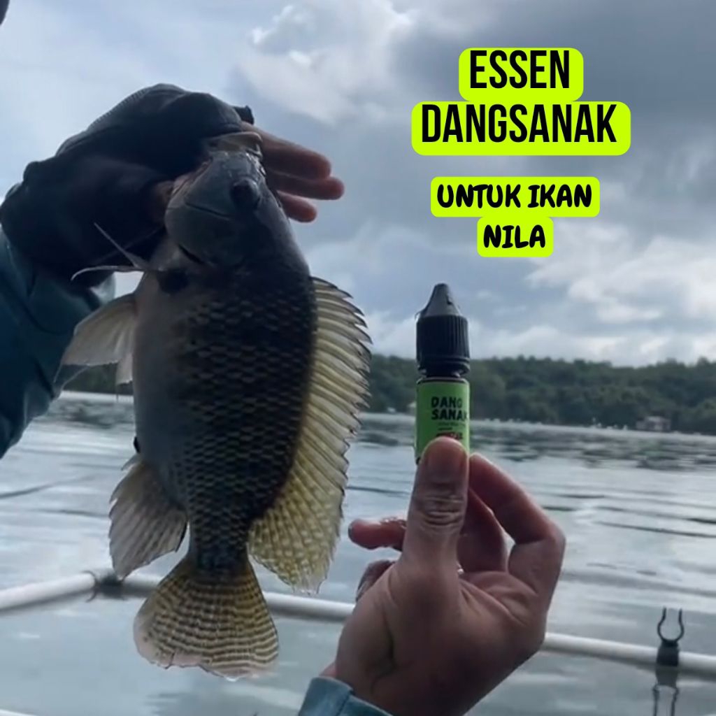 Essen Ikan Nila Dangsanak Umpan Lumut Essen Mancing