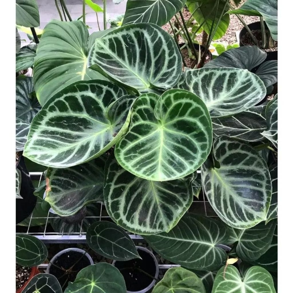 New Bibit Anturium Dorayaki Silver/ Bibit Kuping Gajah Dorayaki Silver