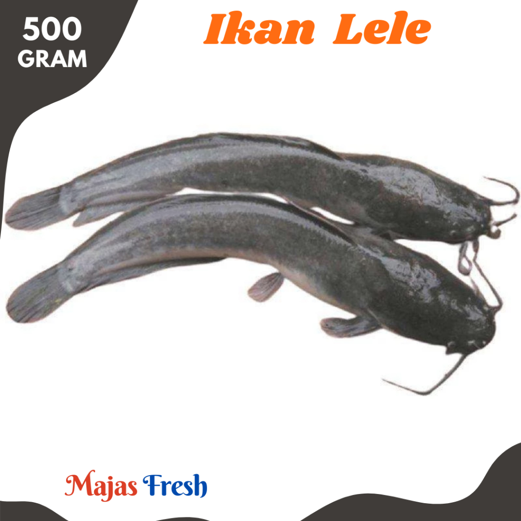 IKAN LELE Segar - Ikan Pecel Lele Hidup/Mati Fresh | 500gr [ Harga Per 0,5 Kg ]