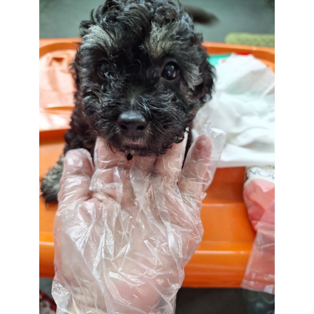 anak anjing jantan bichon x poodle