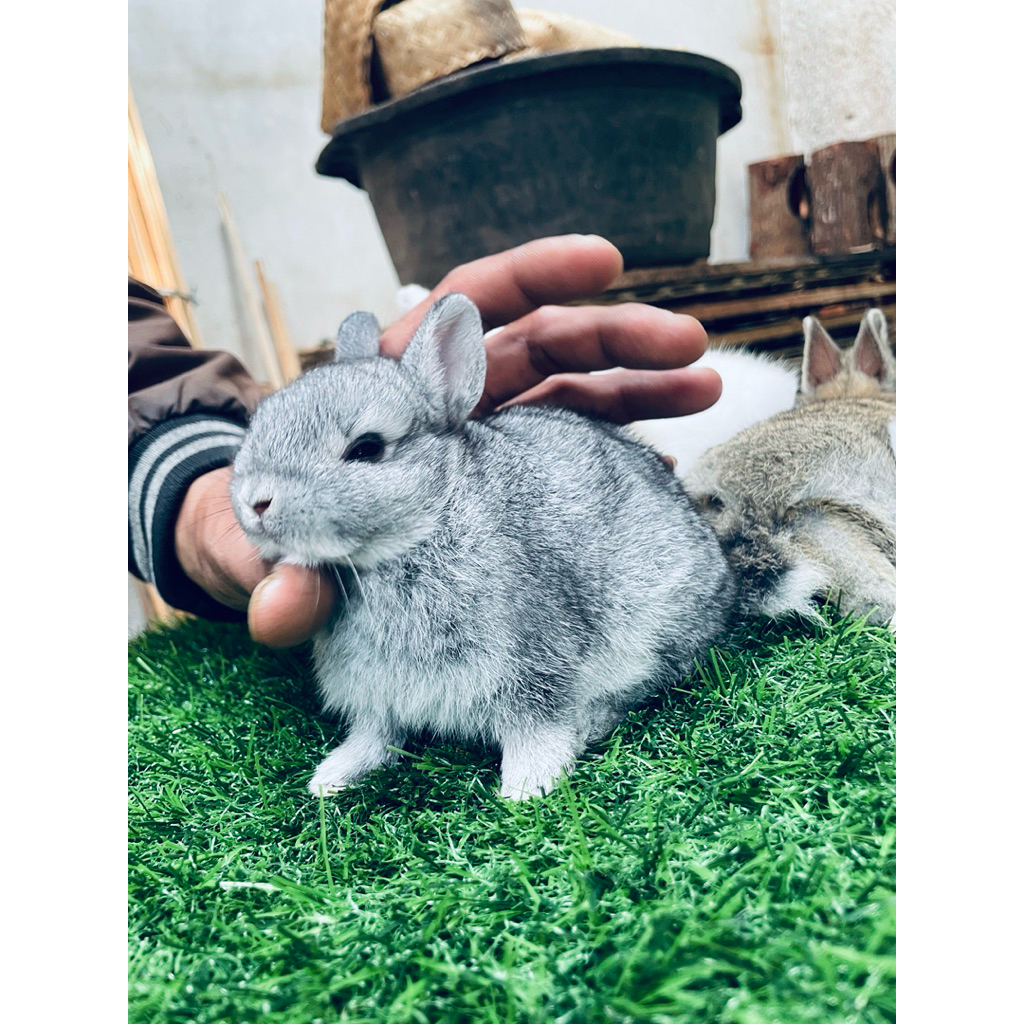 kelinci mini nd lucu lucu