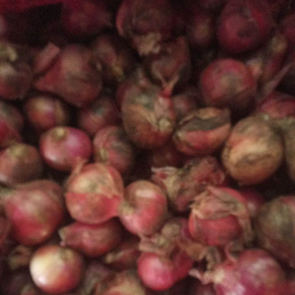 bawang merah 1kg