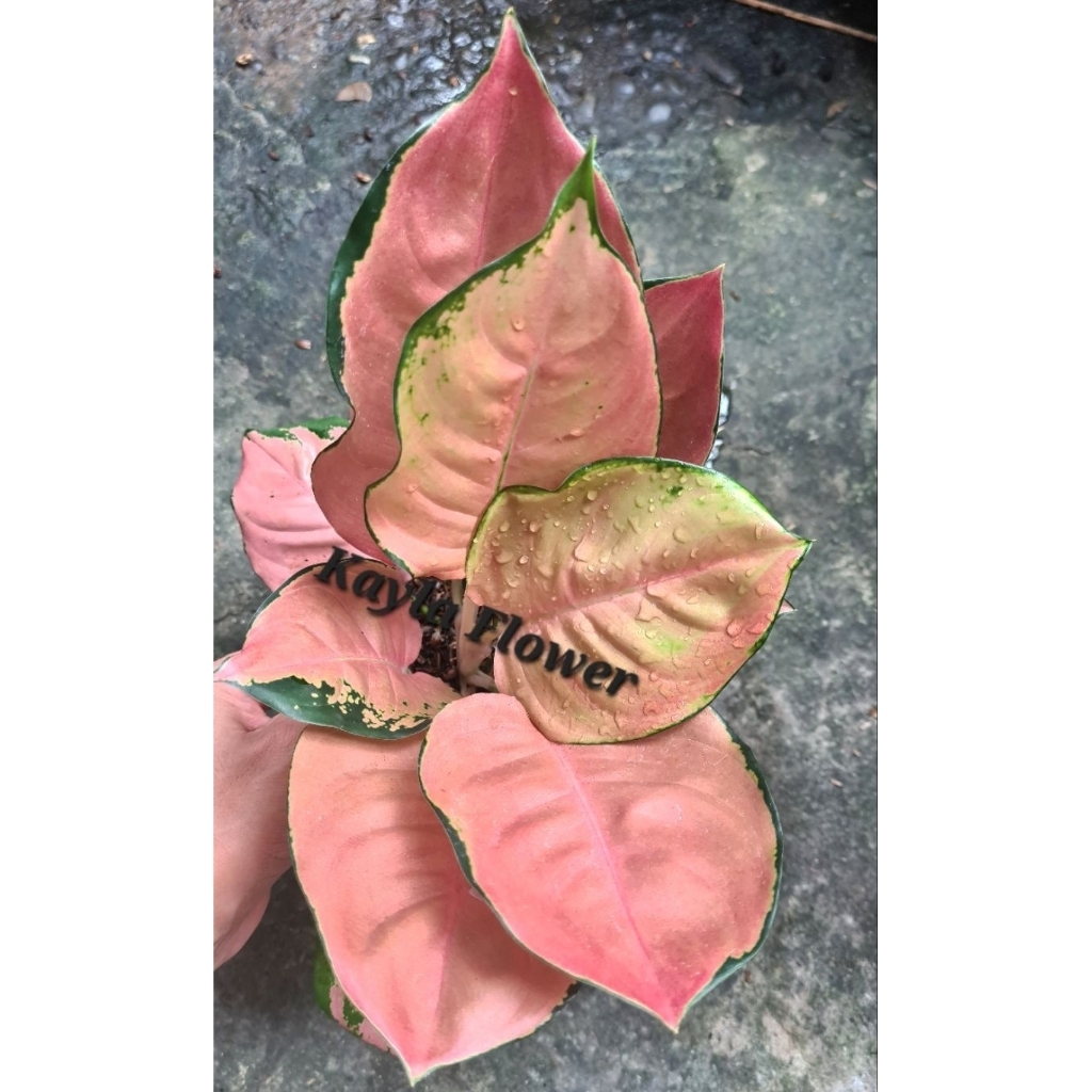 Aglonema Kochin Brown