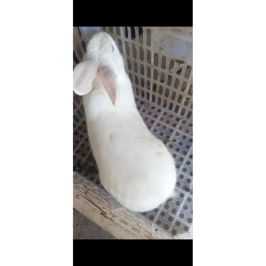 Kelinci Lokal Dewasa