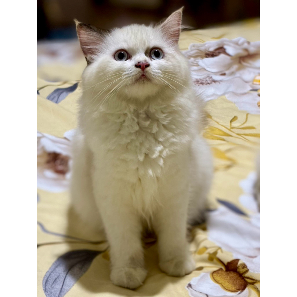 kitten ragdoll betina