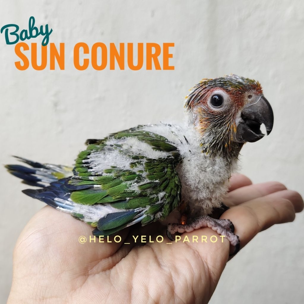 Baby Sun Conure / sunconure / SC