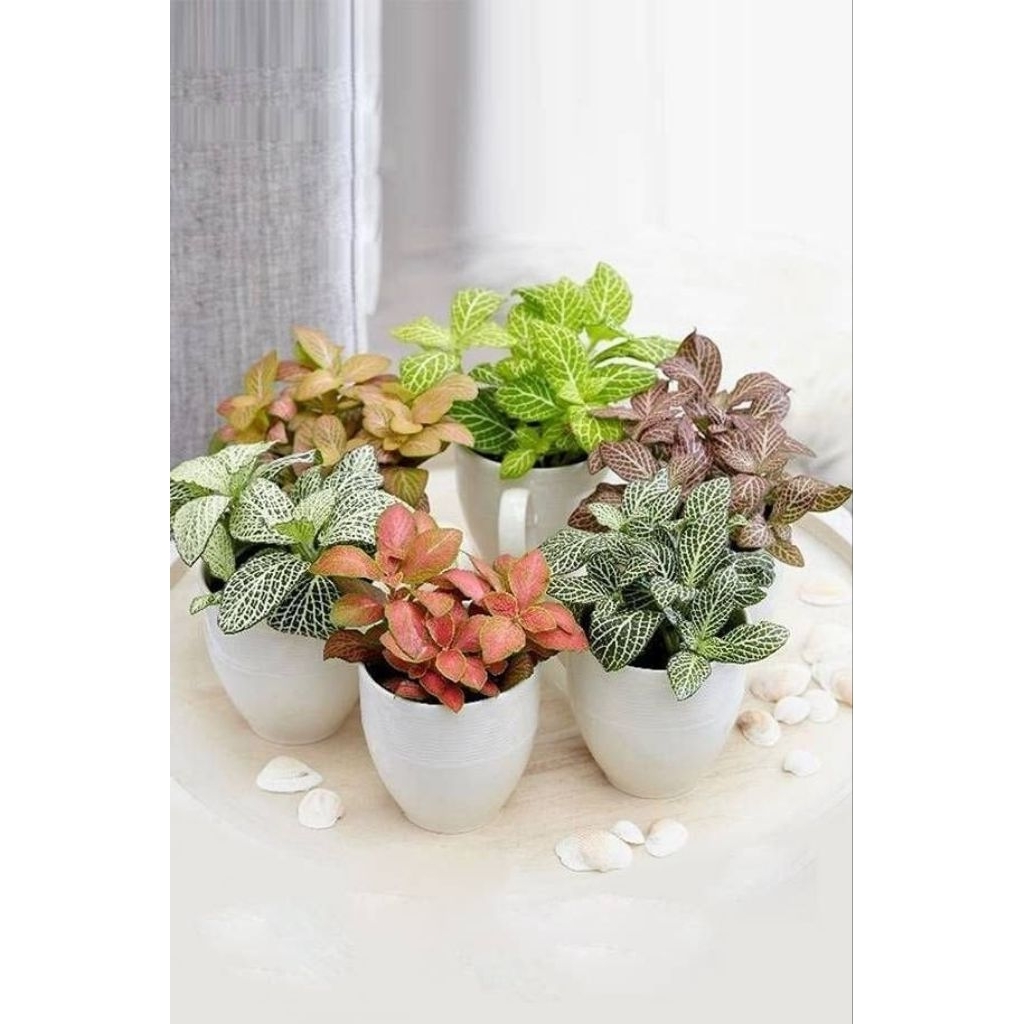 Fittonia verschaffeltii / fittonia/ bibit tanaman hias bunga gantung