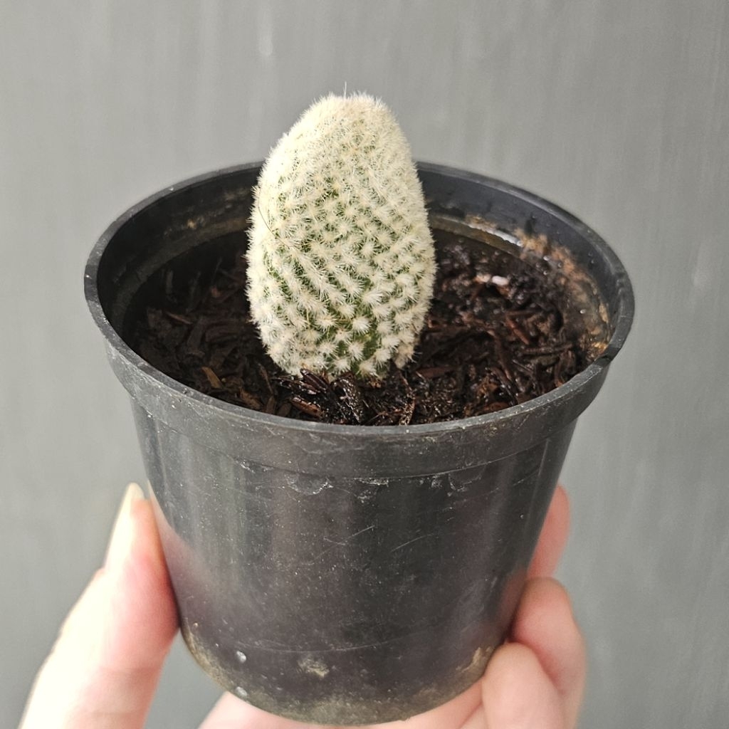 Paket KAKTUS SUKULEN Opuntia Kelinci Mini - Tumbuhan Hidup Tanaman Hias Asli Murah Makassar