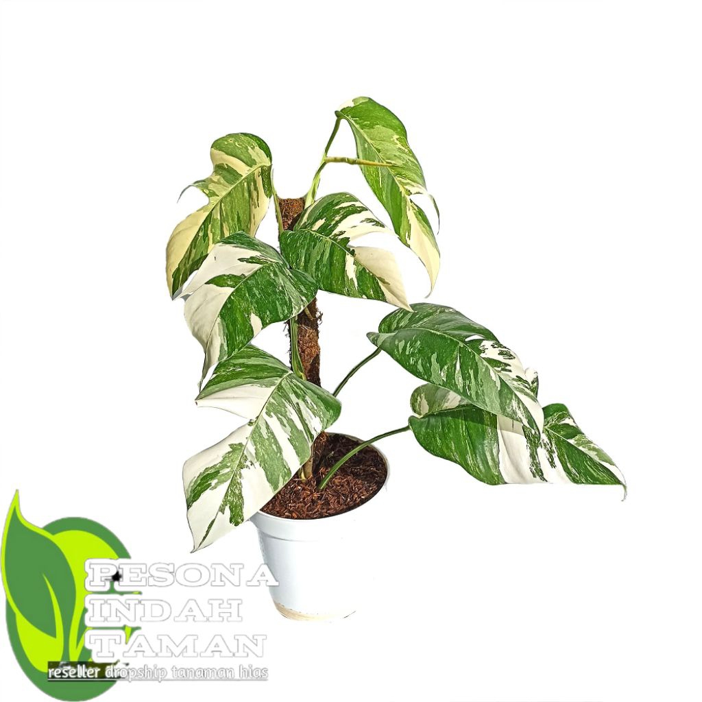 Tanaman hias Epipremnum pinnatum Varigata - Epipremnum Varigata