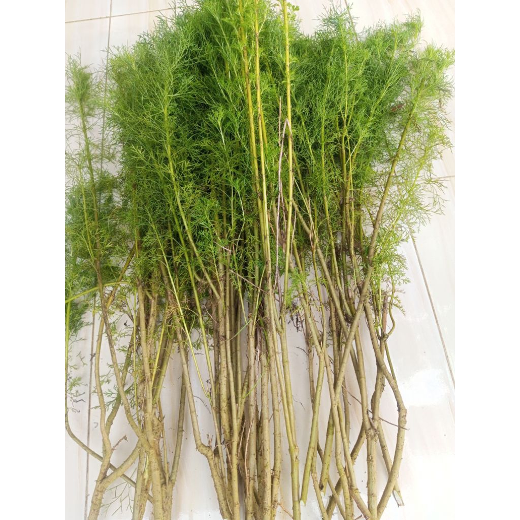 cemara air (tanaman pagar)