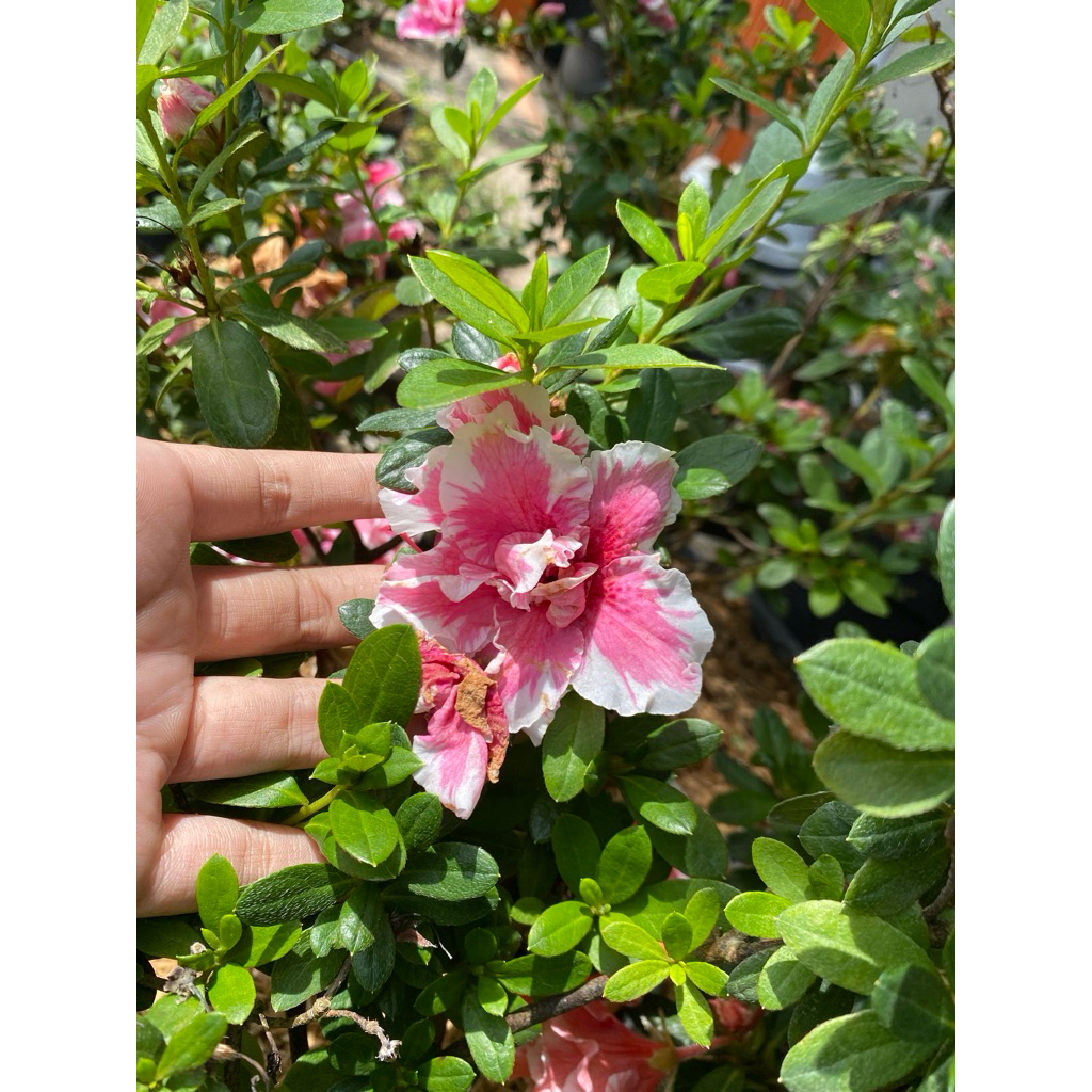 Tanaman hias bunga Azalea Pink Batik Mahal Besar Elegan