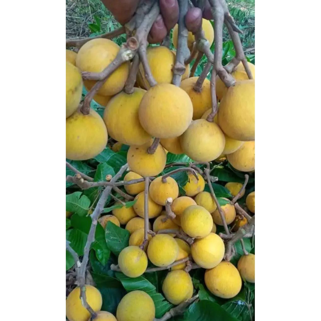 1kg buah kecapi rasa manis segar freees