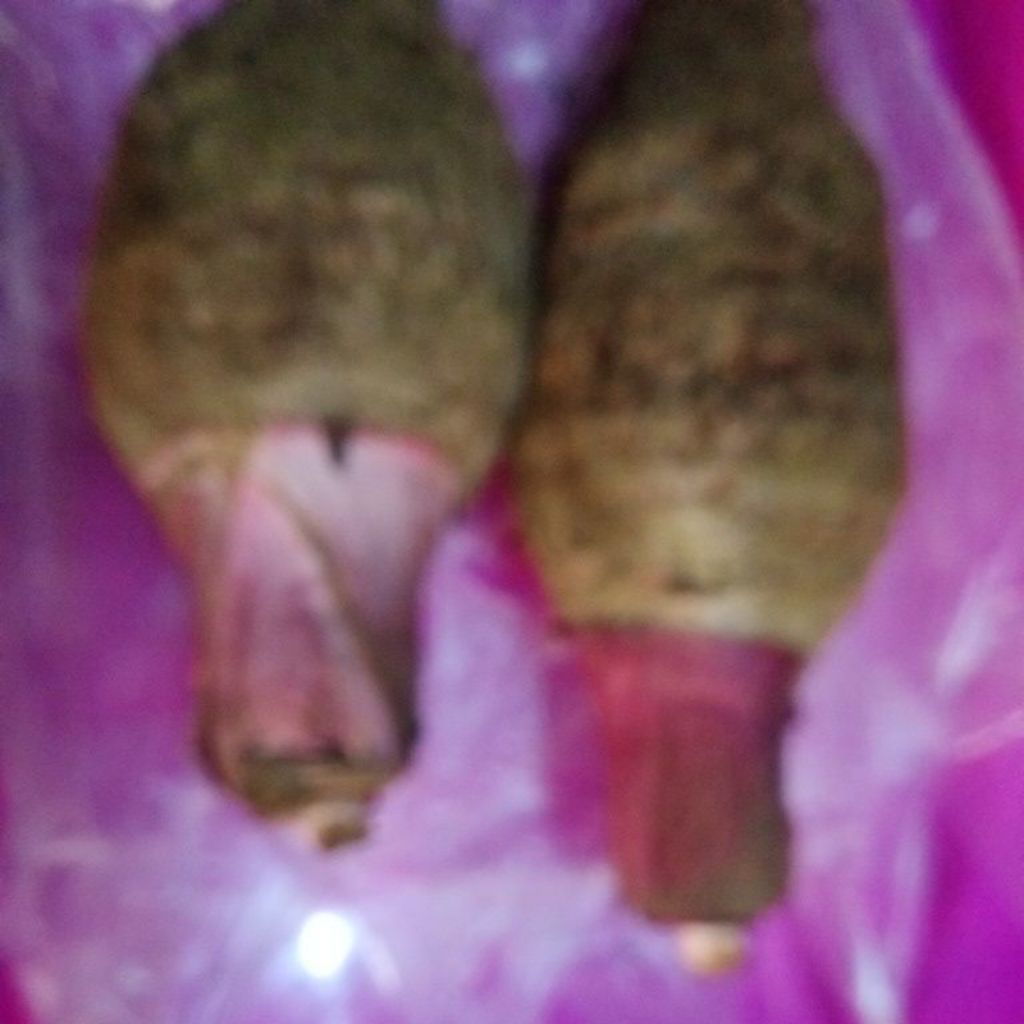 Umbi Bentol / Bentul / BentoelTalas segar