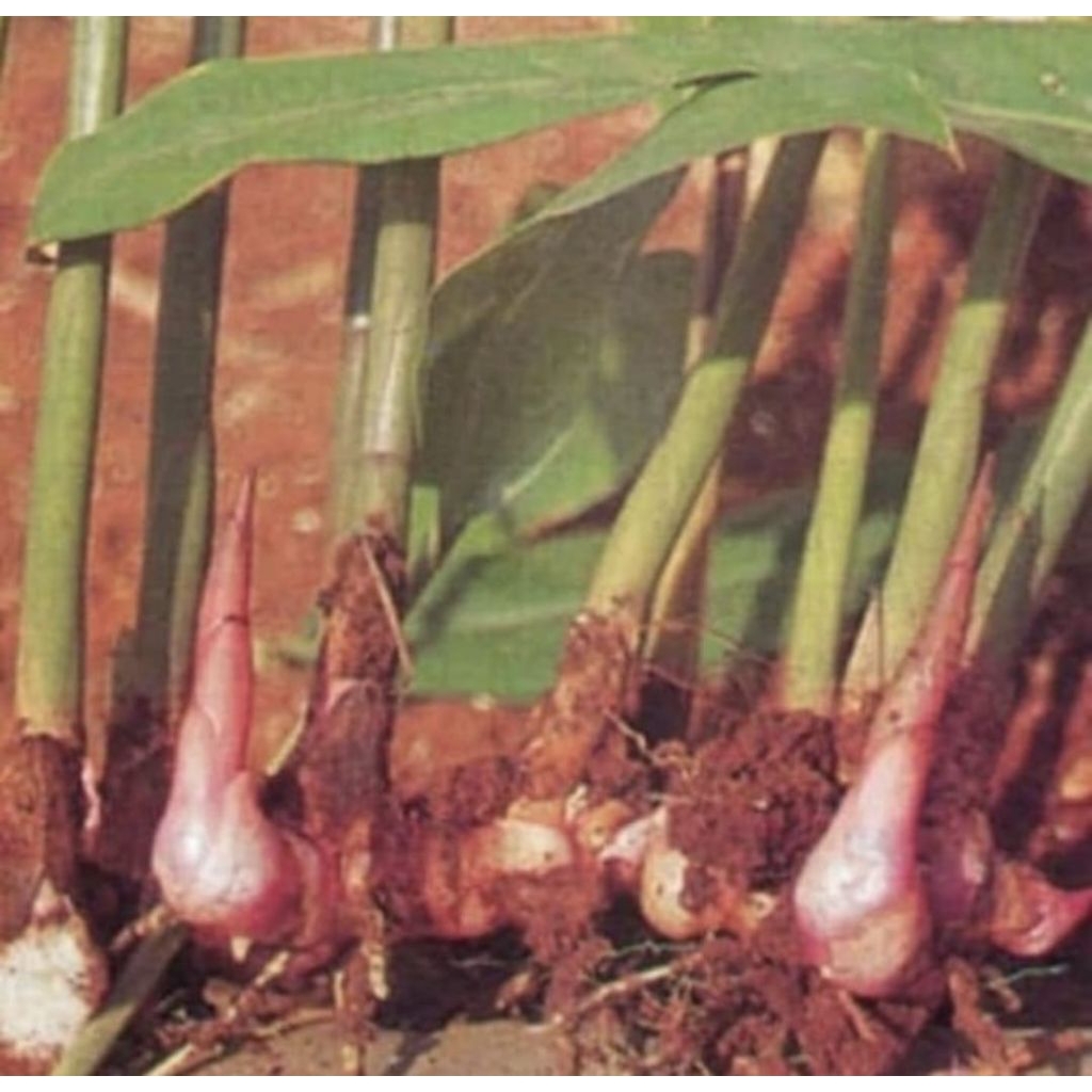 Pohon Lengkuas Merah Bibit Tanaman Pohon Lengkuas