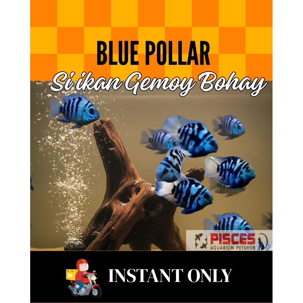 IKAN HIAS CICHLID BLUE n WHITE POLAR PARROT