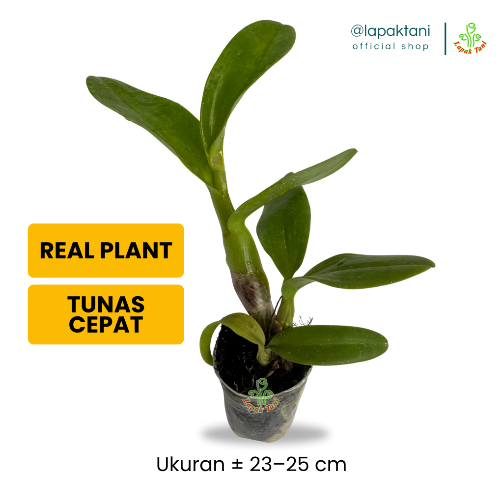 Anggrek Dendrobium Seedling Besar – Tanaman Hidup Premium Jumbo