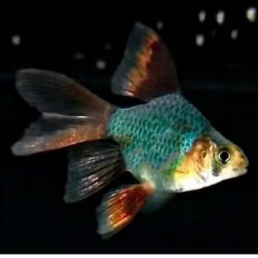 Sumatra green tiger balon slayer