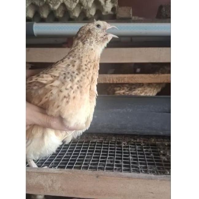 TELUR PUYUH 99% FERTIL GPS COKLAT AUTUMN Untuk ditetaskan, Paket 50 butir