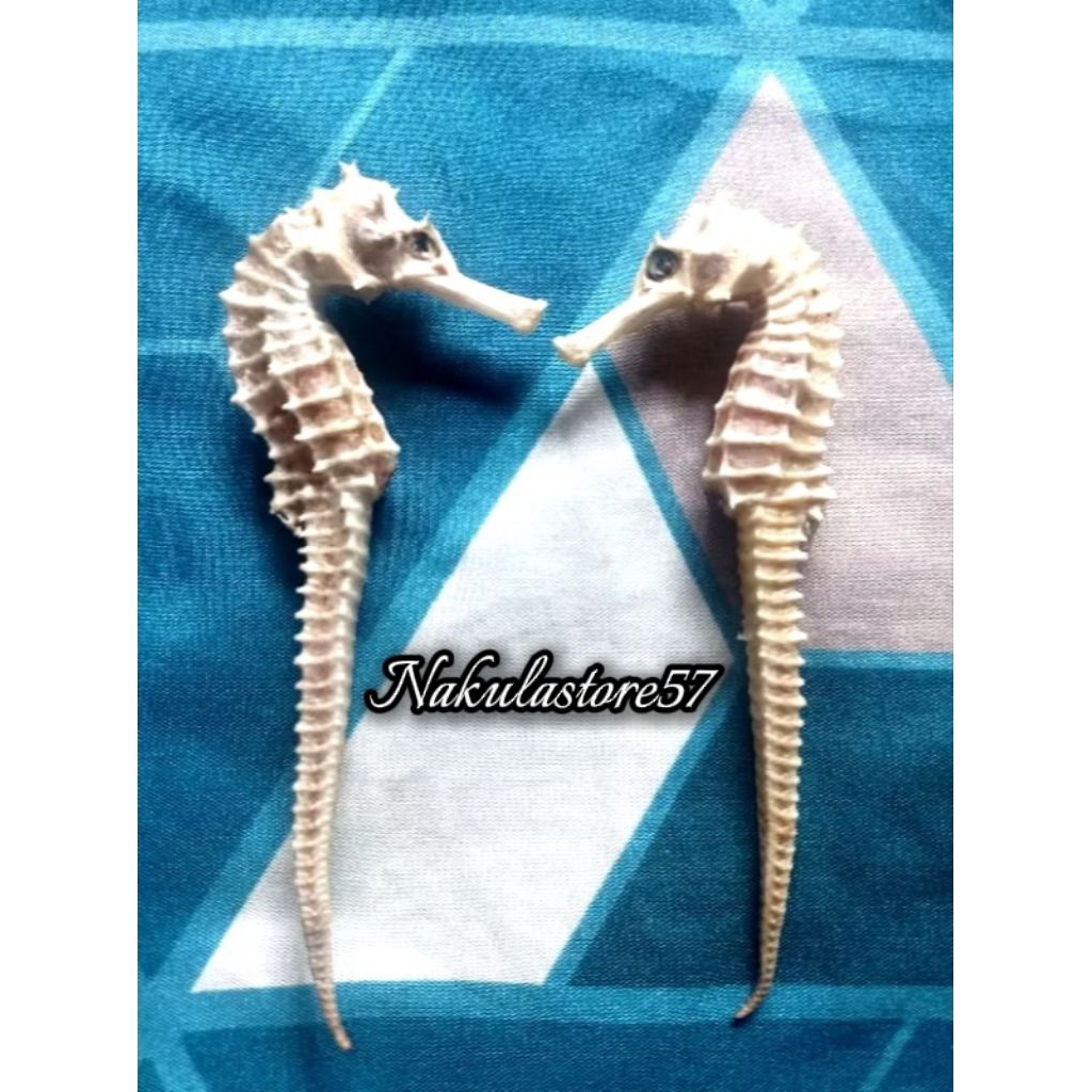 Kuda Laut PUTIH grade A Super