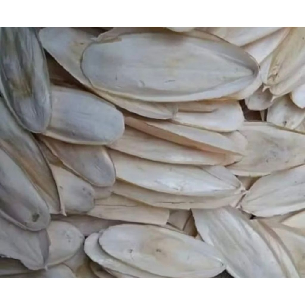 Tulang sotong untuk Burung panjang 15-20cm