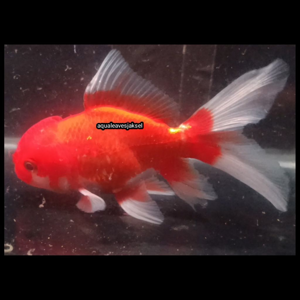 ikan koki oranda tamasaba rare item