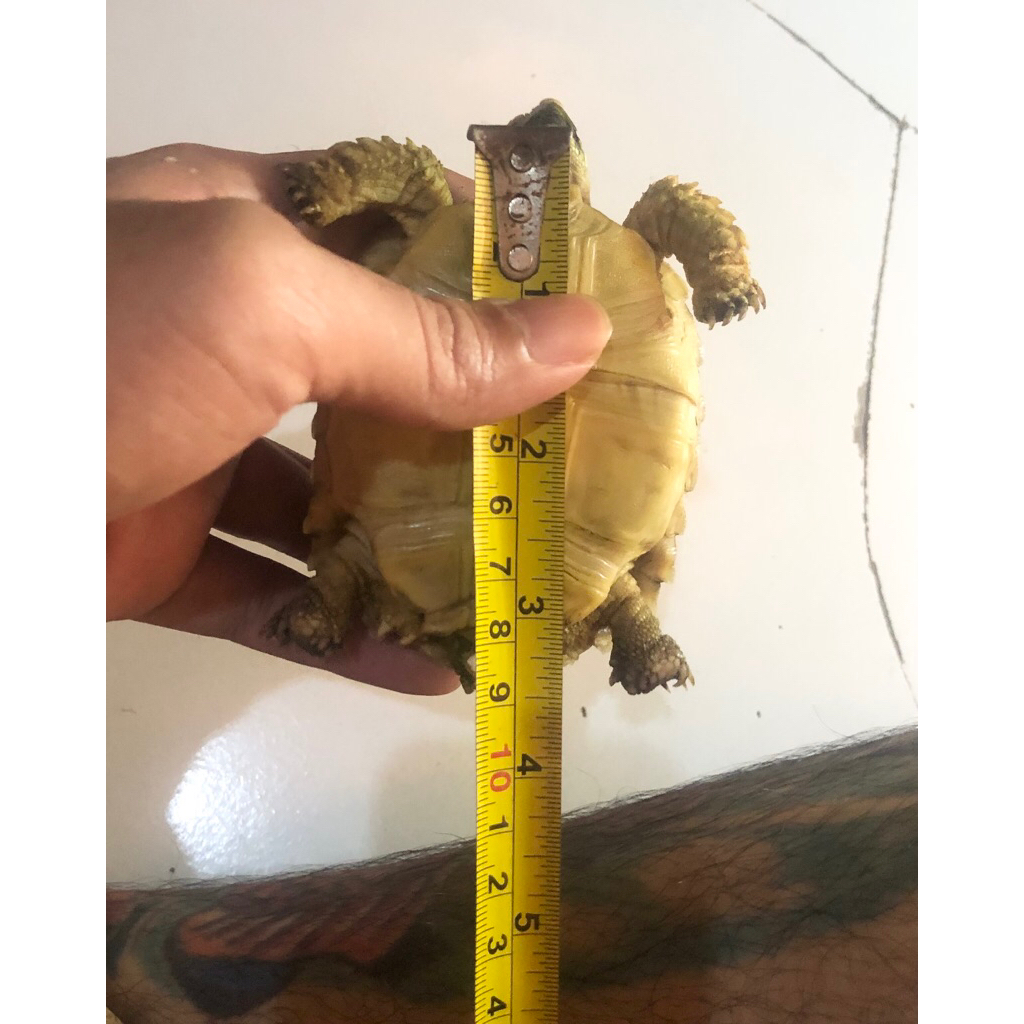 kura2 sulcata 7-8cm