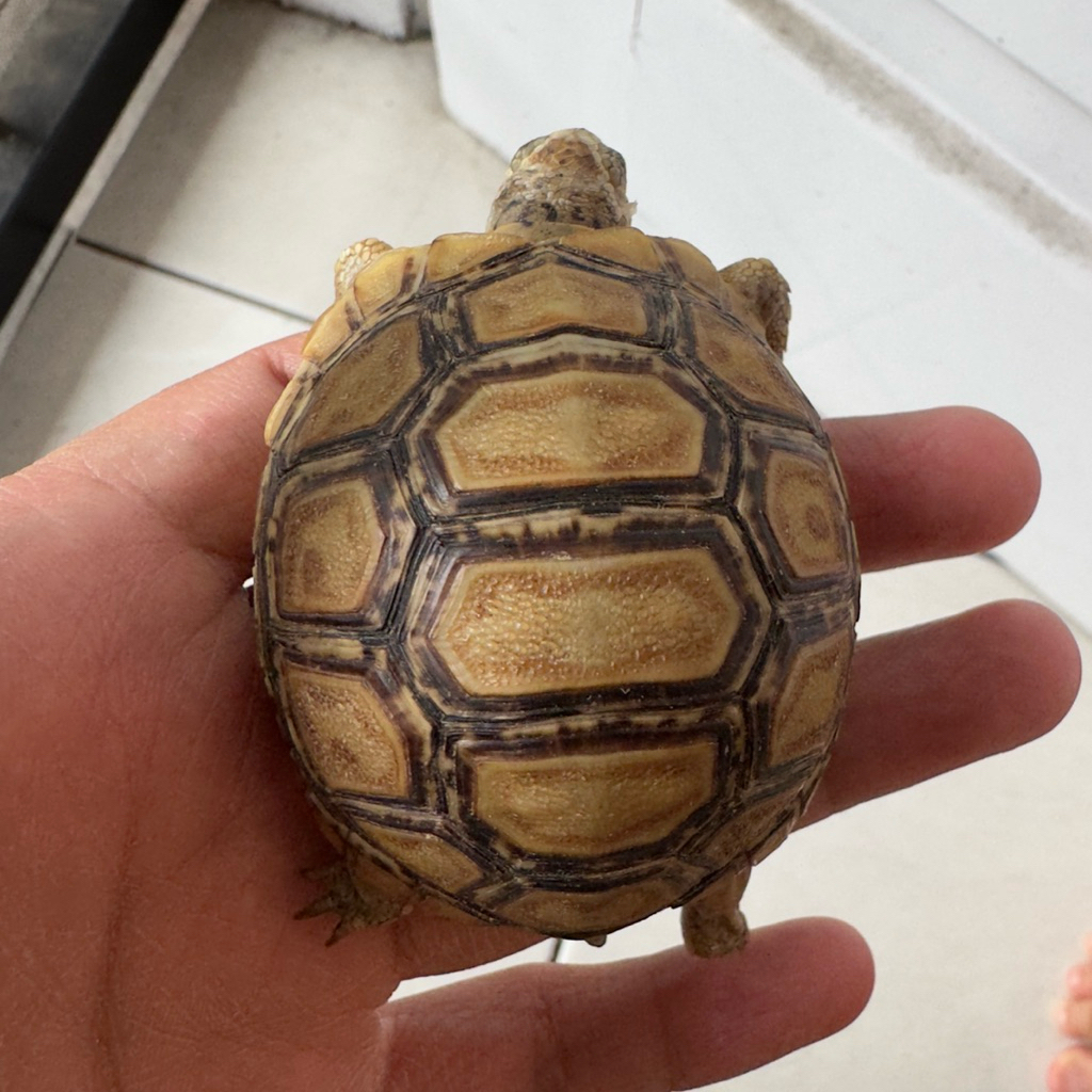 Pardalis Baby Calon Snow