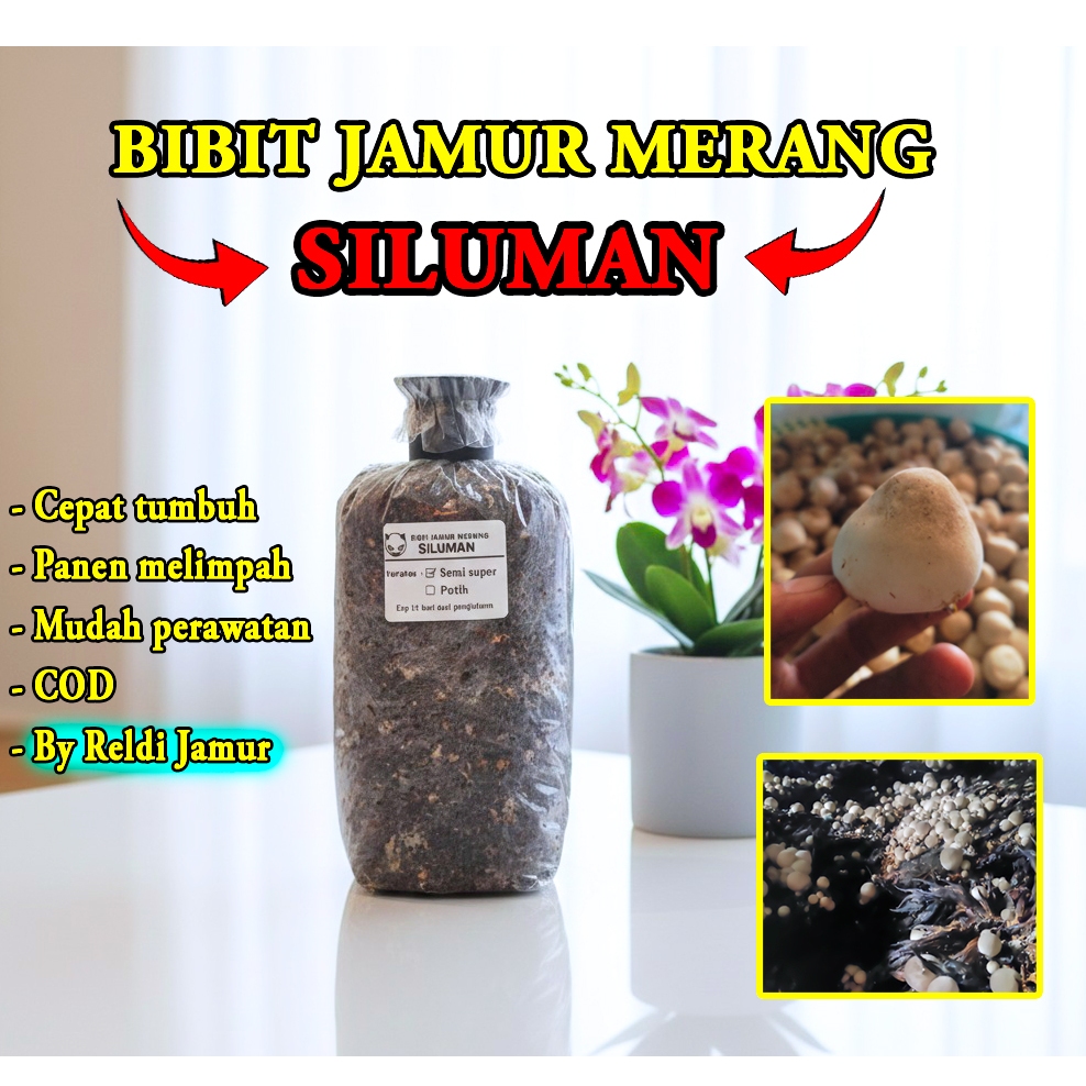 Bibit jamur merang (SILUMAN) Putih/Semi - by.Reldi Jamur